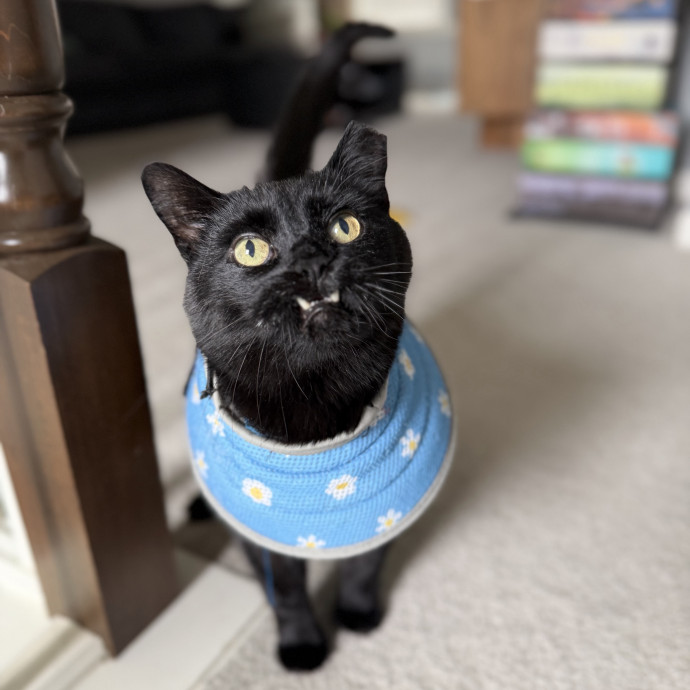 Julie's Purrfessional Cat Care