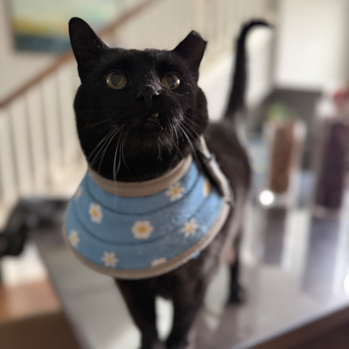 Julie's Purrfessional Cat Care