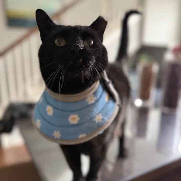 Purrfessional Cat Care - Made To Meet Your Kitty Sitting Needs