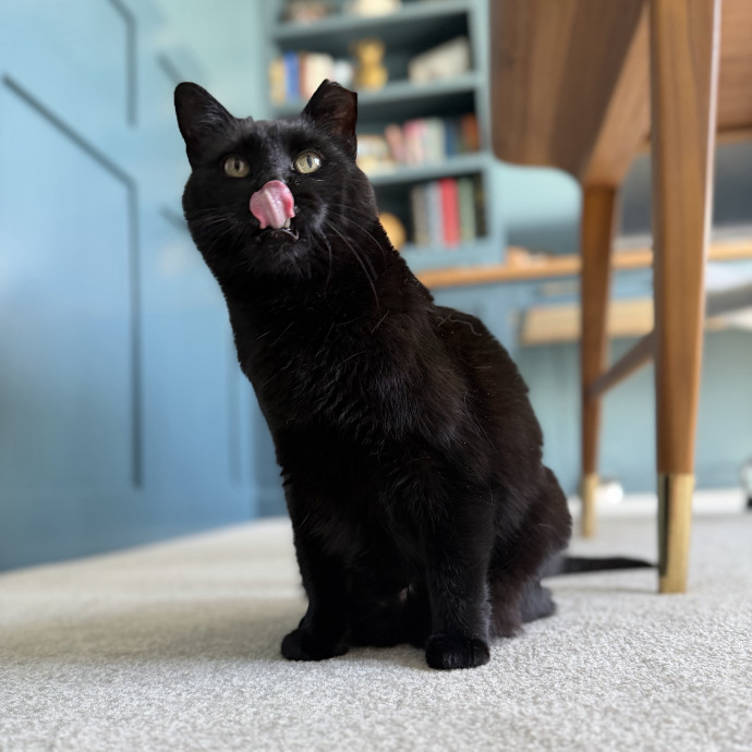Julie's Purrfessional Cat Care