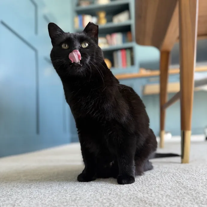 Purrfessional Cat Care - Made To Meet Your Kitty Sitting Needs