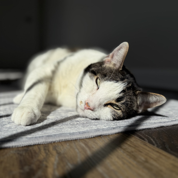 Julie's Purrfessional Cat Care