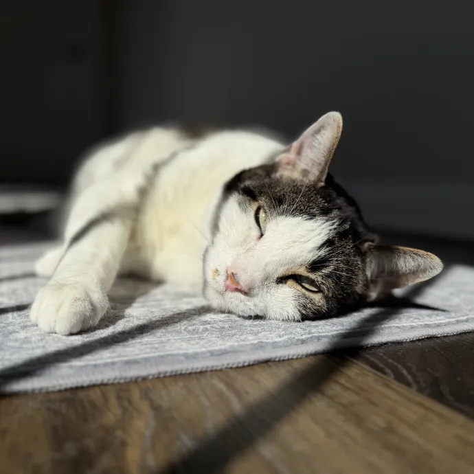 Purrfessional Cat Care - Made To Meet Your Kitty Sitting Needs