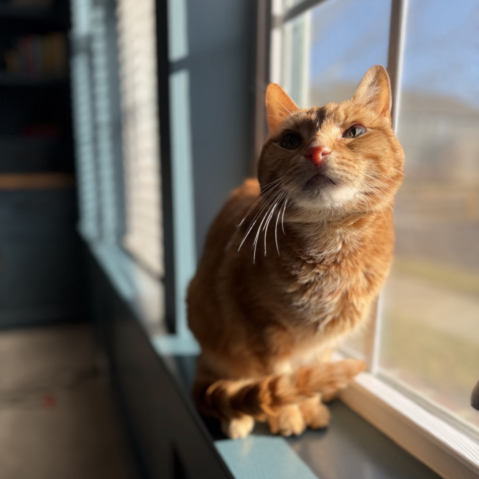 Julie's Purrfessional Cat Care