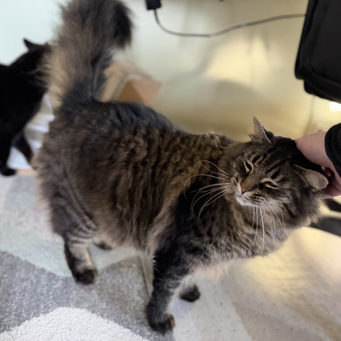 Julie's Purrfessional Cat Care