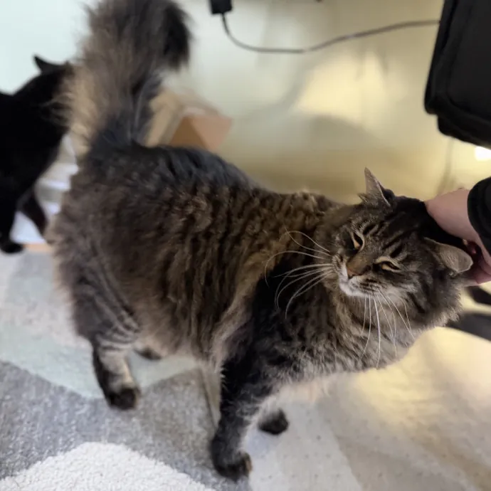 Purrfessional Cat Care - Made To Meet Your Kitty Sitting Needs