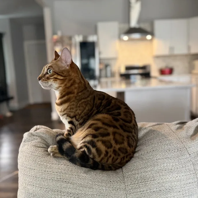 Purrfessional Cat Care - Made To Meet Your Kitty Sitting Needs