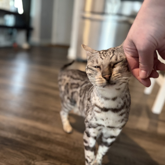 Julie's Purrfessional Cat Care