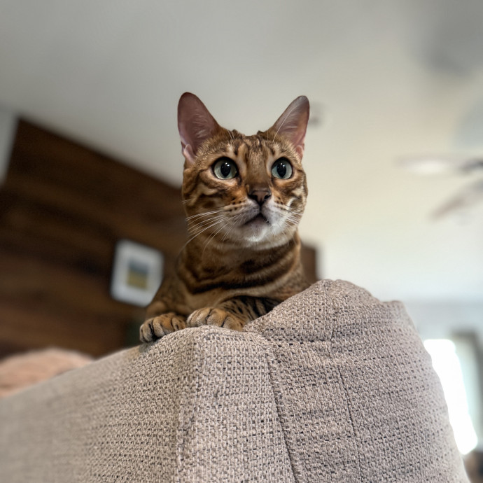 Julie's Purrfessional Cat Care