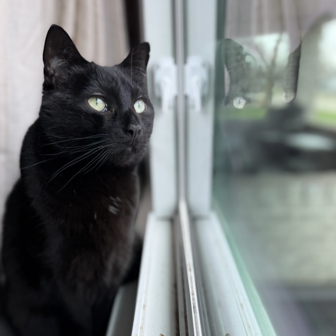 Julie's Purrfessional Cat Care