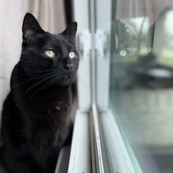 Purrfessional Cat Care - Made To Meet Your Kitty Sitting Needs