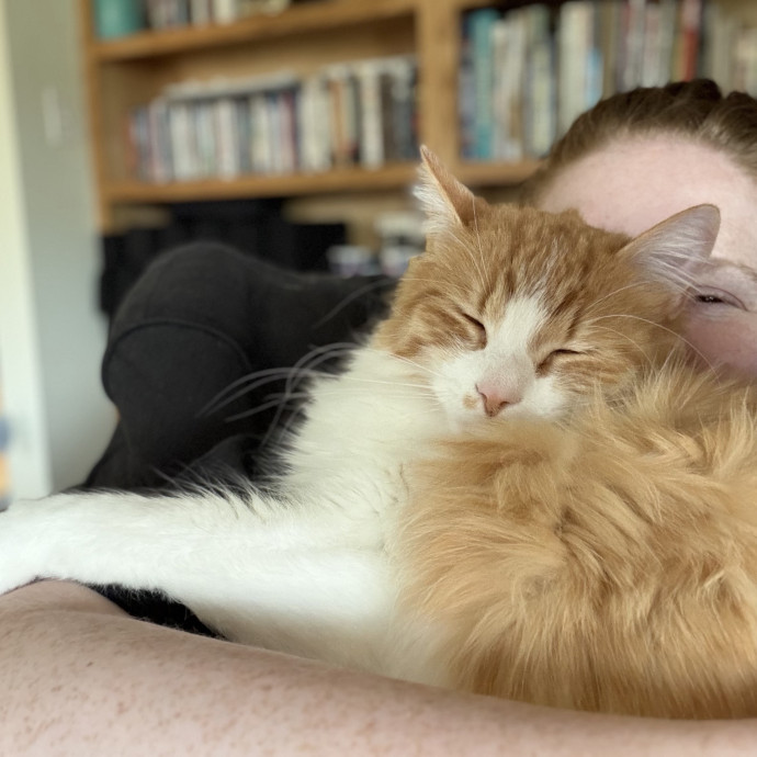 Julie's Purrfessional Cat Care