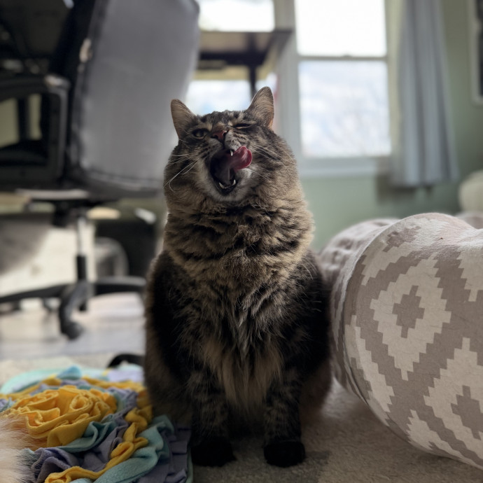 Julie's Purrfessional Cat Care