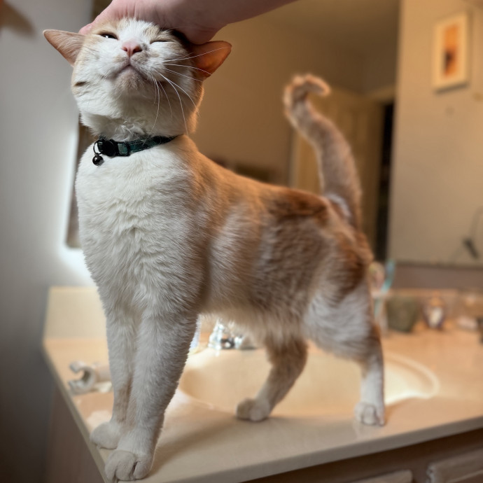 Julie's Purrfessional Cat Care
