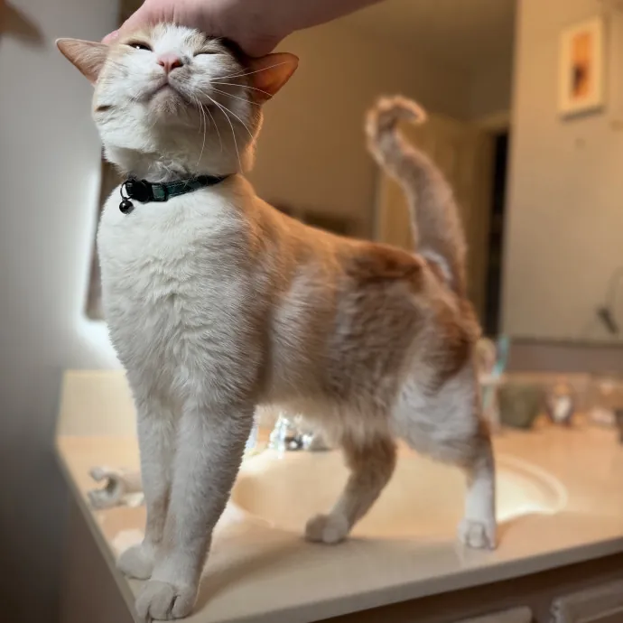 Purrfessional Cat Care - Made To Meet Your Kitty Sitting Needs