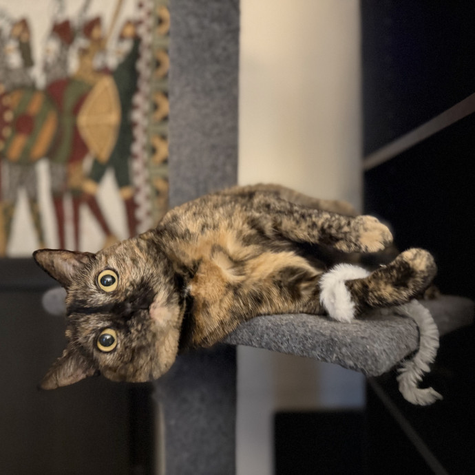 Julie's Purrfessional Cat Care