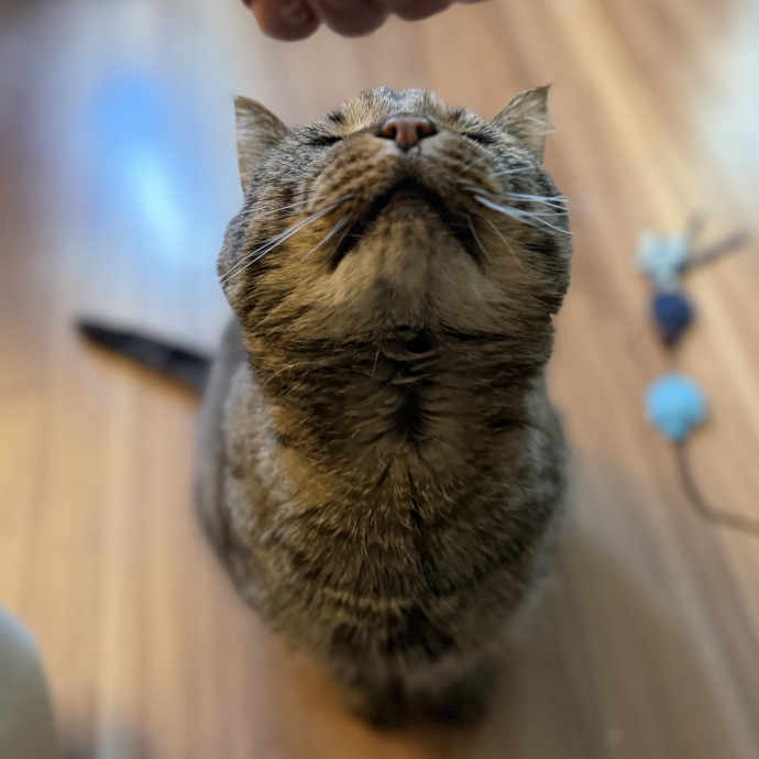 Julie's Purrfessional Cat Care