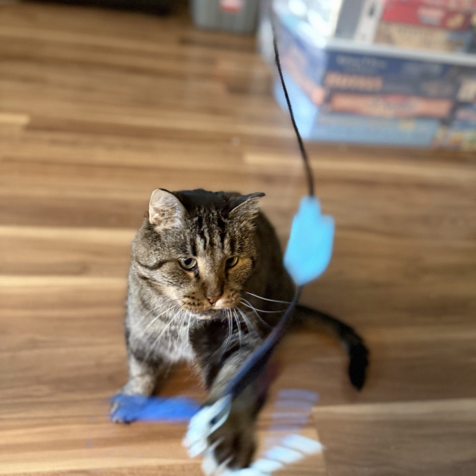 Julie's Purrfessional Cat Care