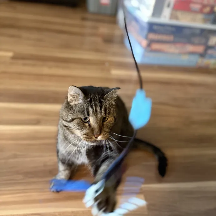 Purrfessional Cat Care - Made To Meet Your Kitty Sitting Needs