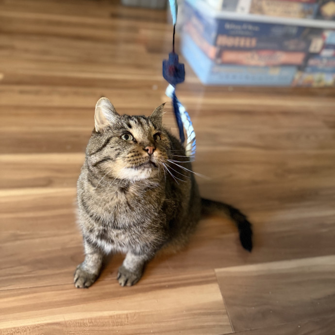 Julie's Purrfessional Cat Care