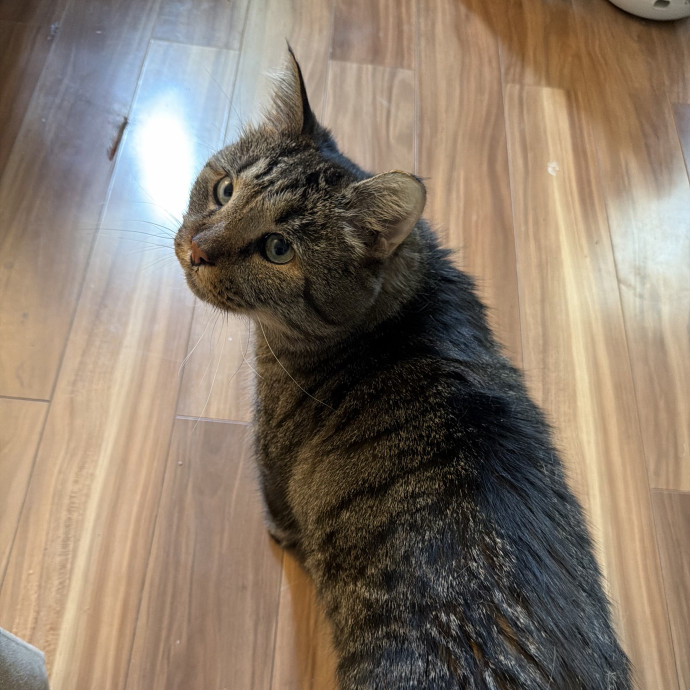 Julie's Purrfessional Cat Care
