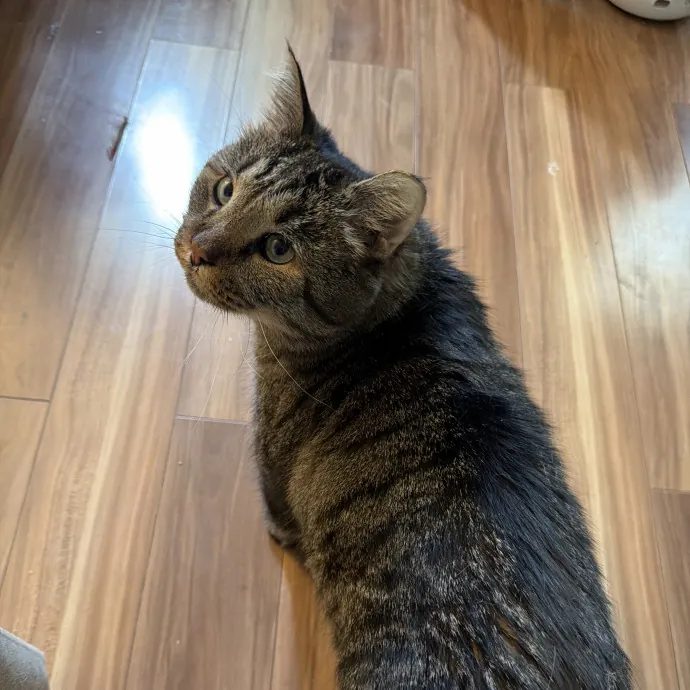 Purrfessional Cat Care - Made To Meet Your Kitty Sitting Needs