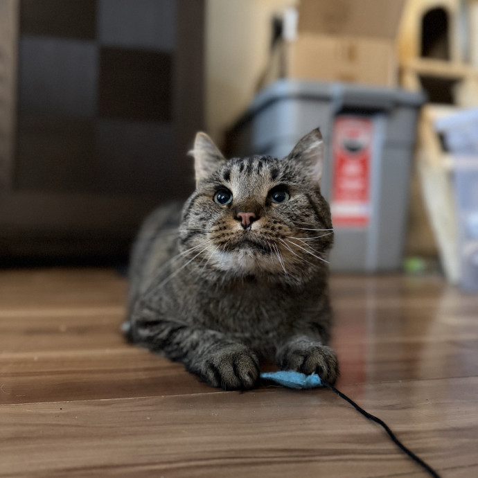 Julie's Purrfessional Cat Care