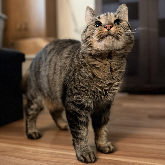 Julie's Purrfessional Cat Care