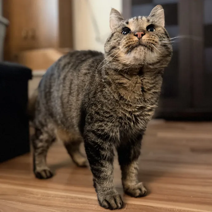 Purrfessional Cat Care - Made To Meet Your Kitty Sitting Needs