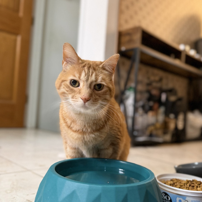 Julie's Purrfessional Cat Care