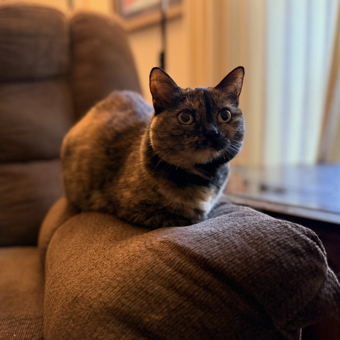 Julie's Purrfessional Cat Care