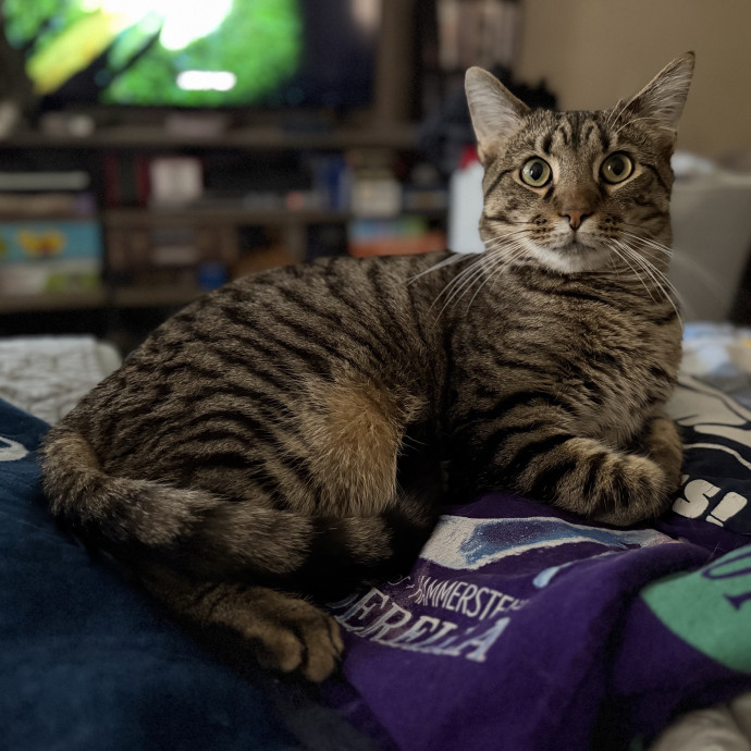 Julie's Purrfessional Cat Care