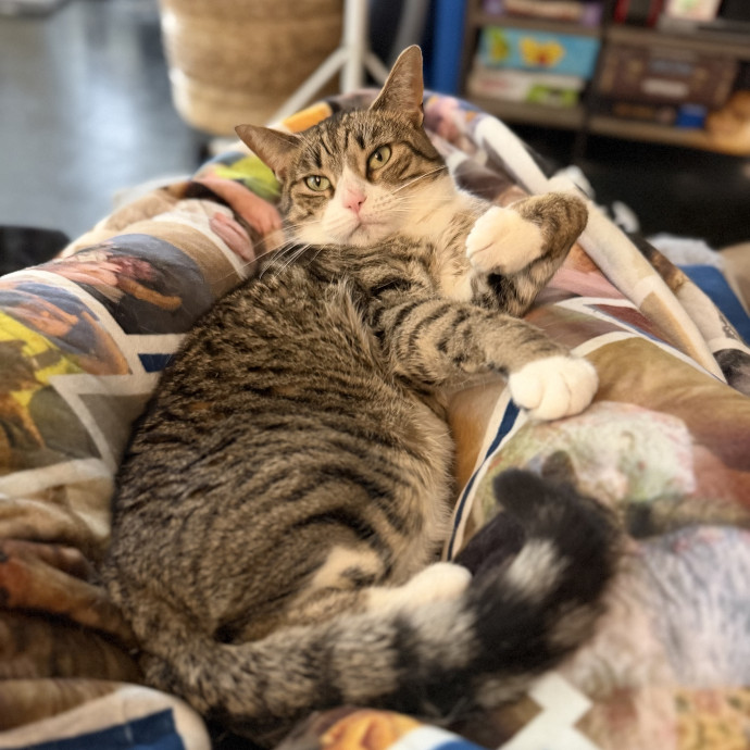 Julie's Purrfessional Cat Care