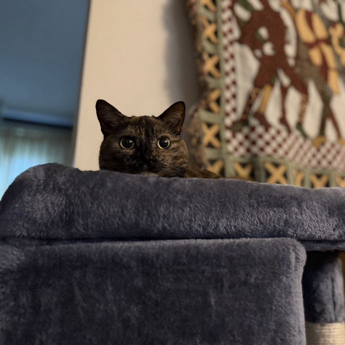 Julie's Purrfessional Cat Care