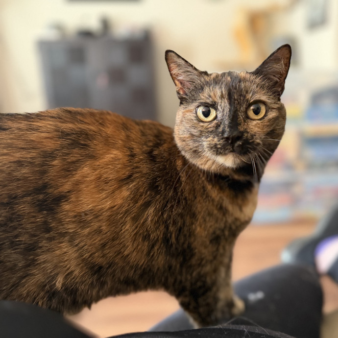 Julie's Purrfessional Cat Care