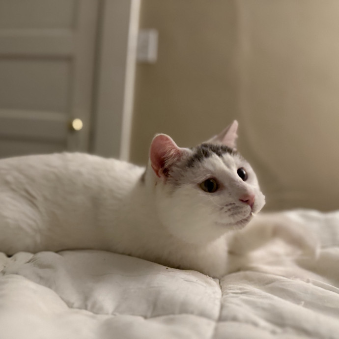 Julie's Purrfessional Cat Care