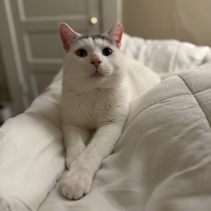 Julie's Purrfessional Cat Care