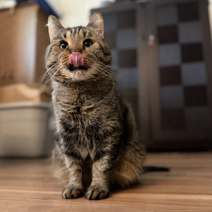 Julie's Purrfessional Cat Care