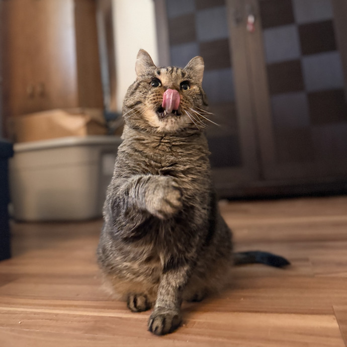 Julie's Purrfessional Cat Care