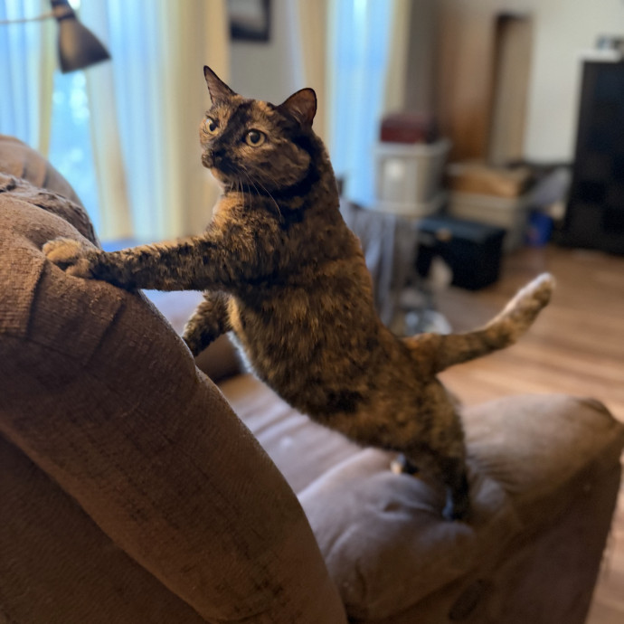 Julie's Purrfessional Cat Care