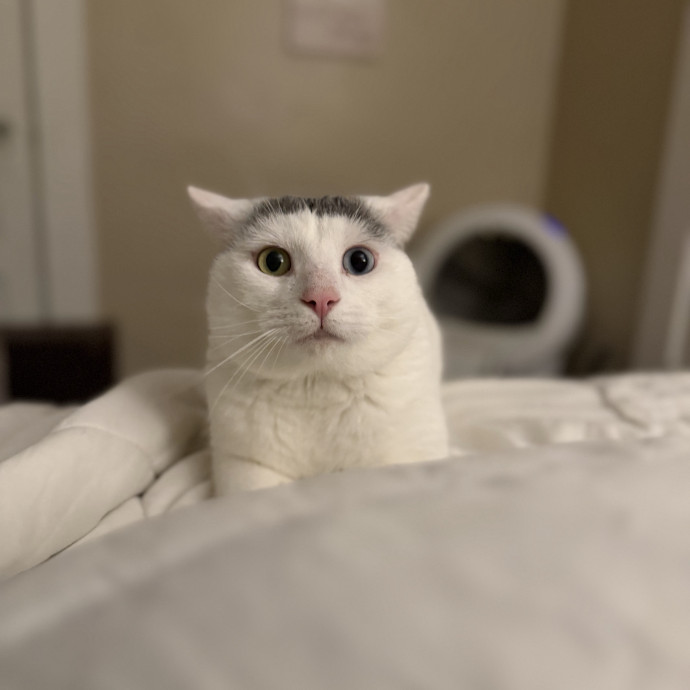Julie's Purrfessional Cat Care