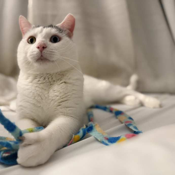 Julie's Purrfessional Cat Care