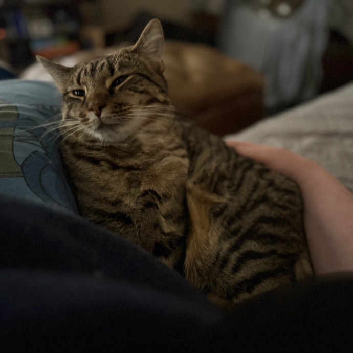 Julie's Purrfessional Cat Care