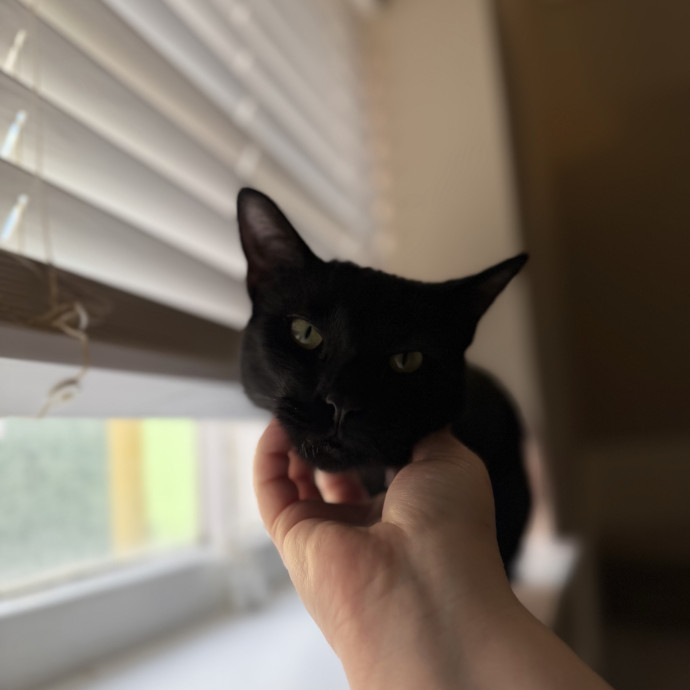 Julie's Purrfessional Cat Care