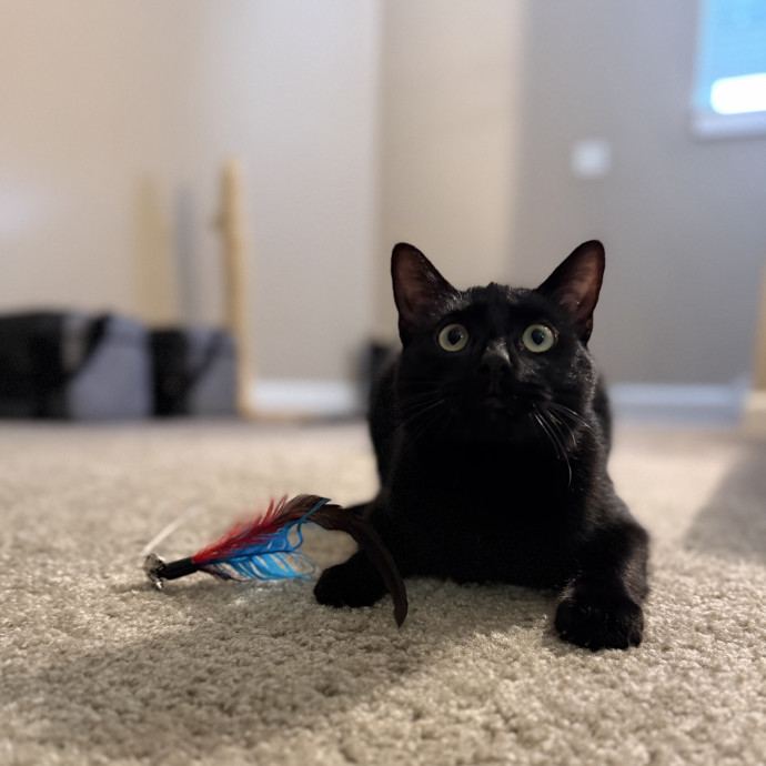 Julie's Purrfessional Cat Care