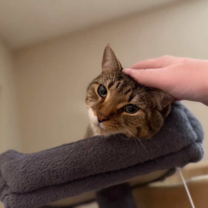 Julie's Purrfessional Cat Care