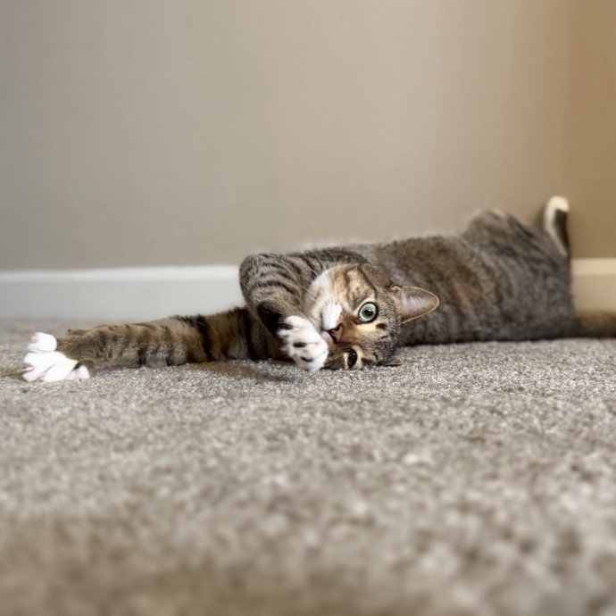 Julie's Purrfessional Cat Care