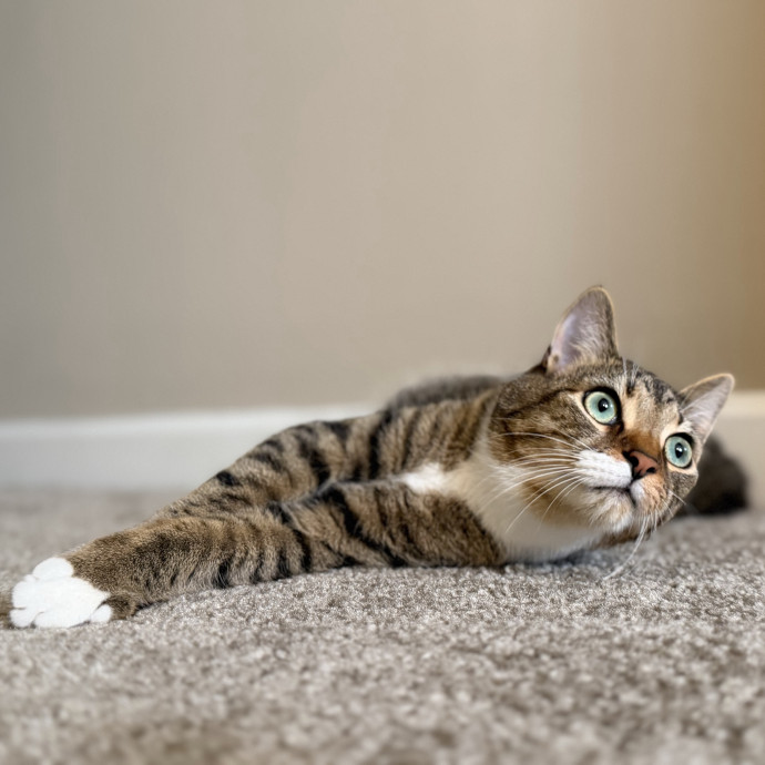 Julie's Purrfessional Cat Care