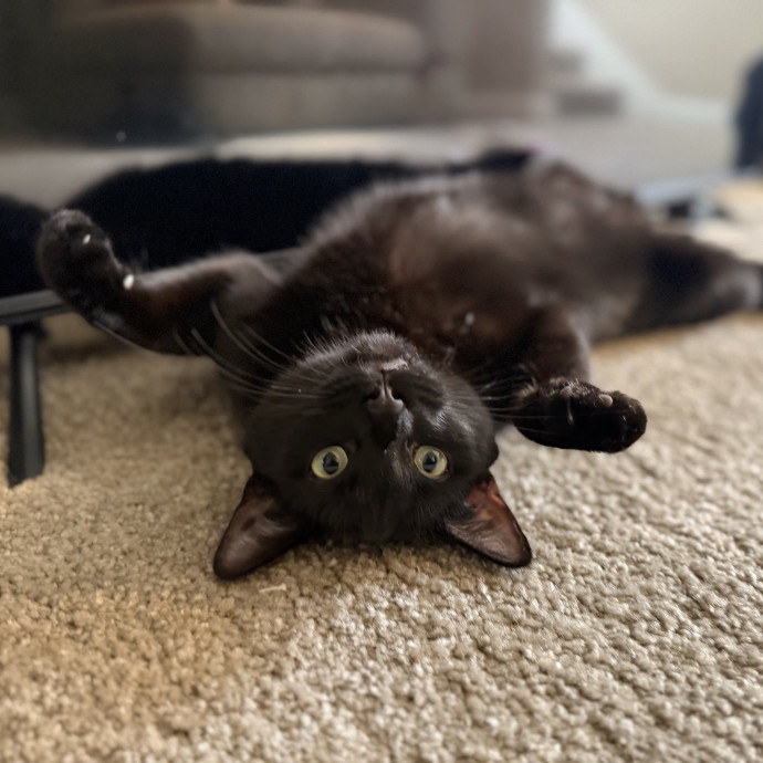 Julie's Purrfessional Cat Care