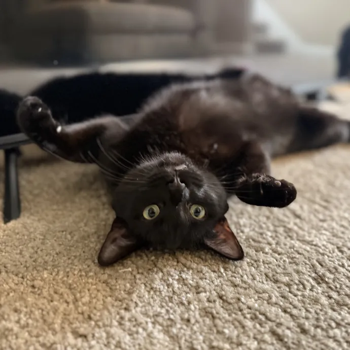 Julie's Purrfessional Cat Care